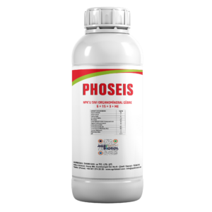 Phoesis