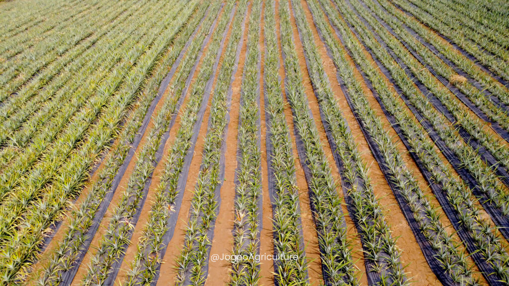 DJI_0945