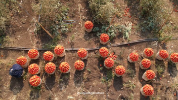 Pourquoi le choix d’un système d’irrigation doit dépendre de la culture et du sol ?
